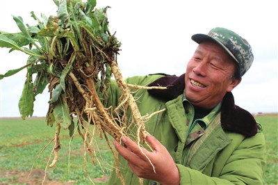 板蓝根种植技术